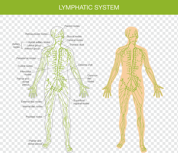 Лимфатическая система плакат