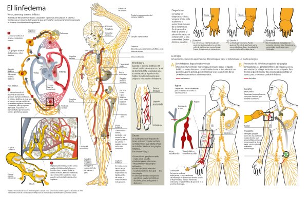 Лимфатическая система человека для массажиста