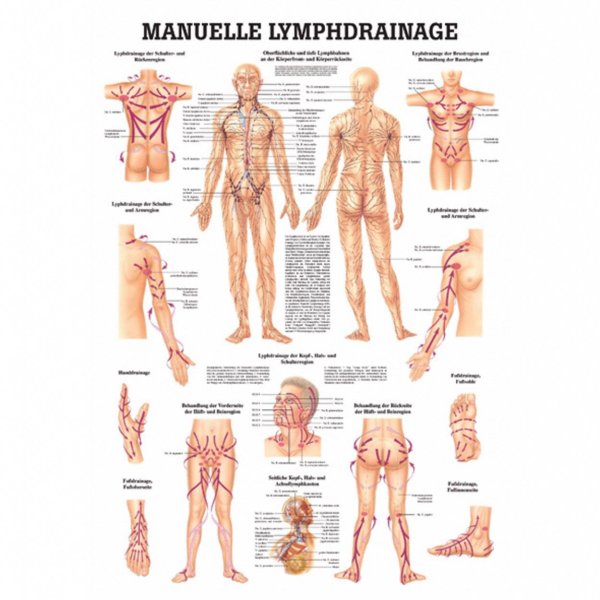 Лимфатическая система плакат