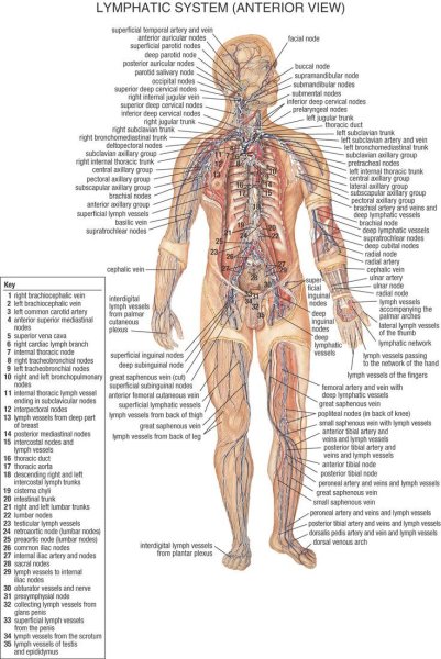 Лимфатическая система человека рис 61