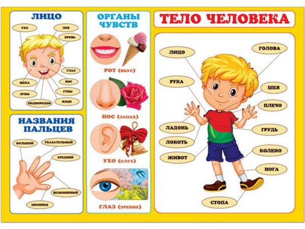 Строение человека для детей