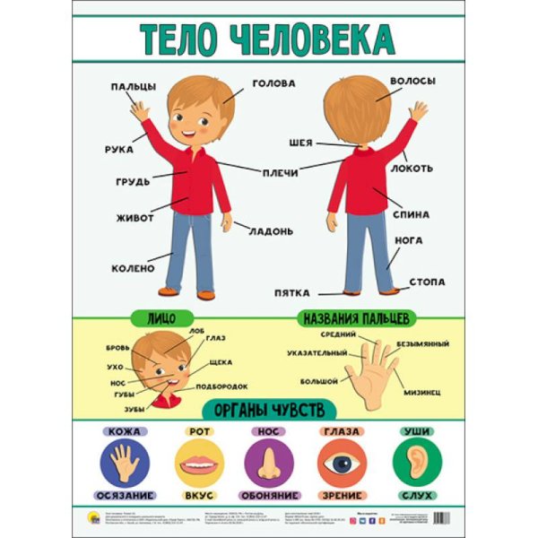 Плакат тело человека для детского сада