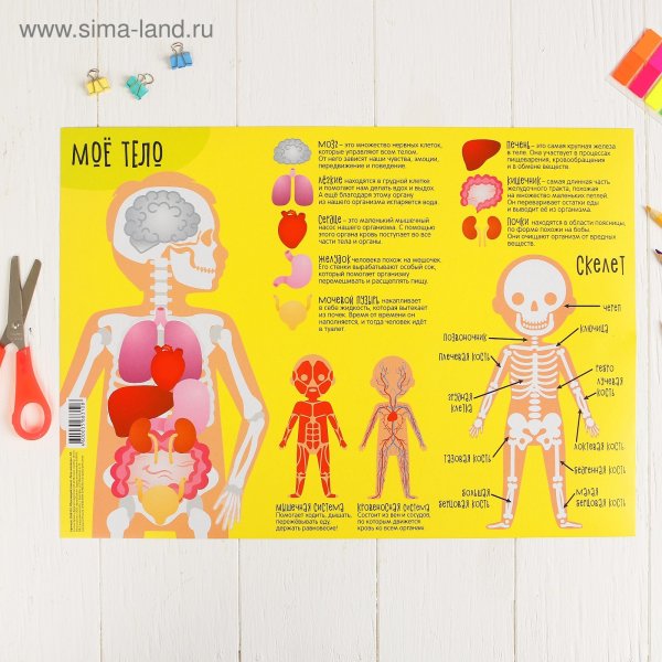 Обучающий плакат тело человека
