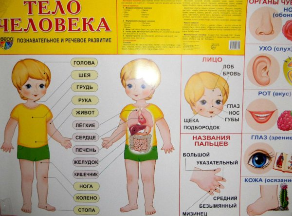 Тело человека для дошкольников