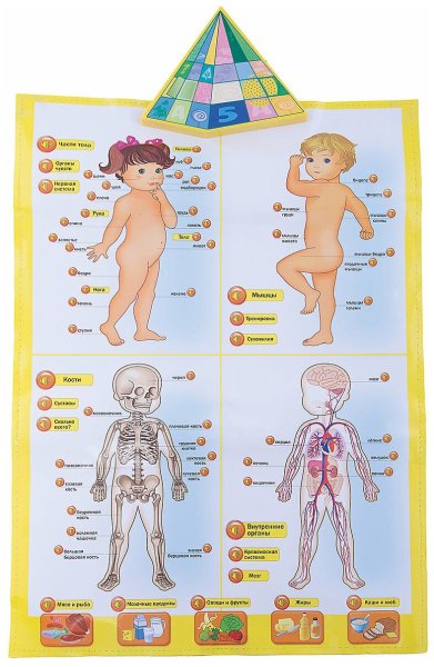 Тело человека для детей