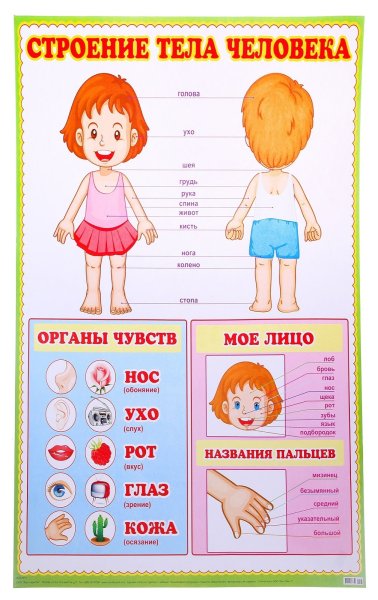 Тело человечка для детей