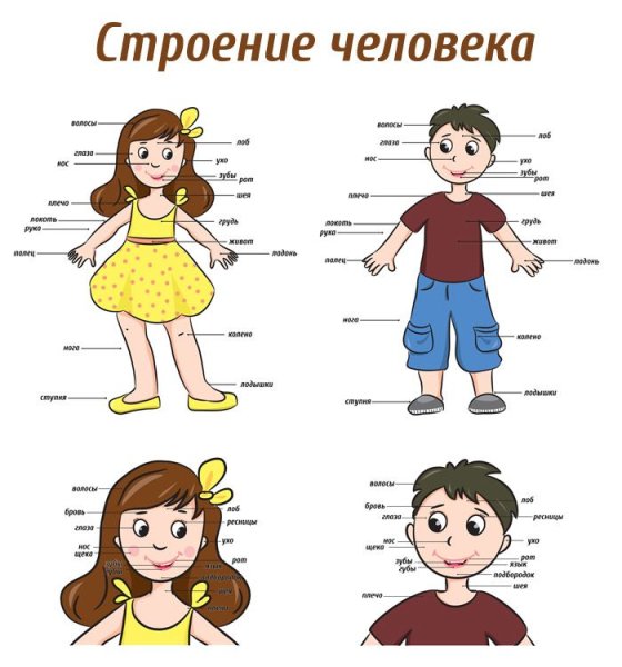 Плакат строение человека для детского сада