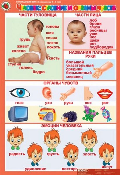 Части тела для детей
