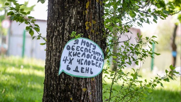Против вырубки деревьев