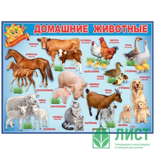 Плакат домашние животные для детского сада