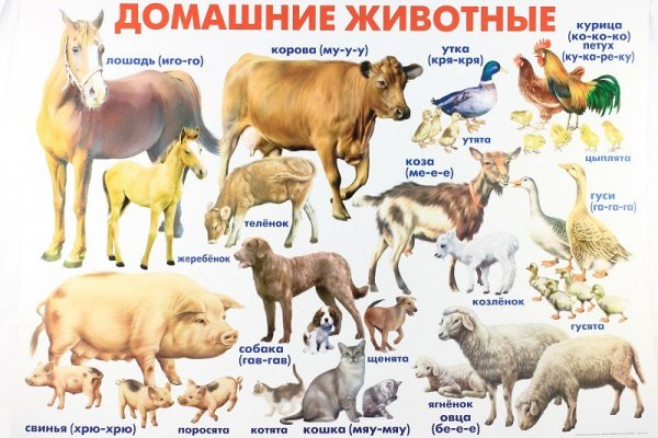 Плакат. Домашние животные.
