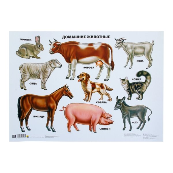 Домашние животные плакаты для детей