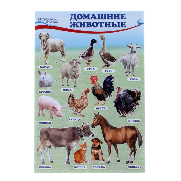 Плакат с домашними животными для детей