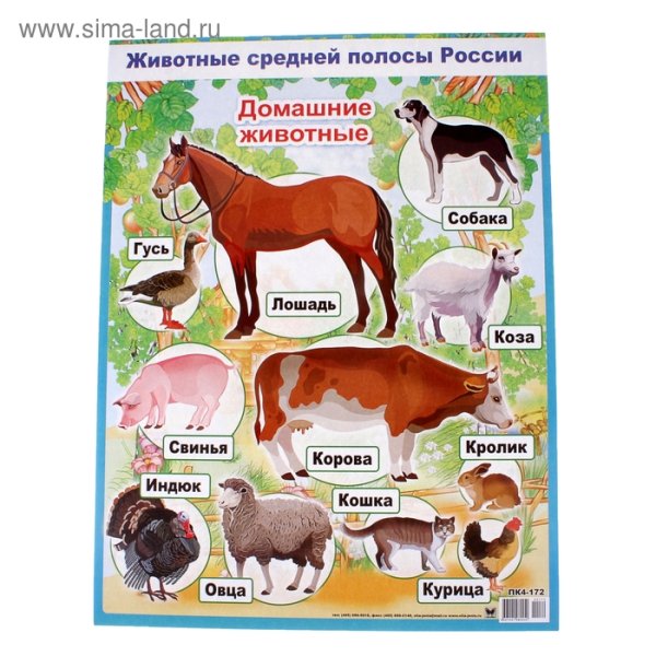 Плакат с домашними животными для детей