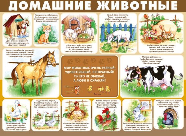 Плакат домашние питомцы