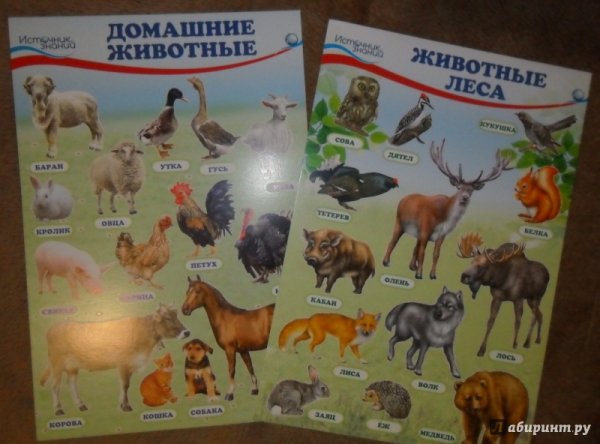 Плакат. Домашние животные.