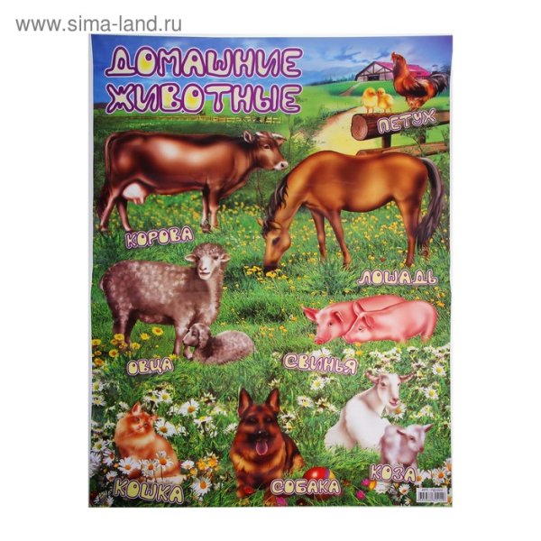 Плакат. Домашние животные.