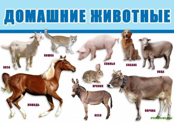 Домашние животные плакаты для детей