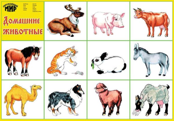 Плакат. Домашние животные.