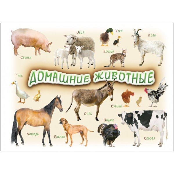 Дети домашних животных названия