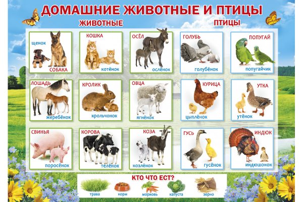 Плакат. Домашние животные.
