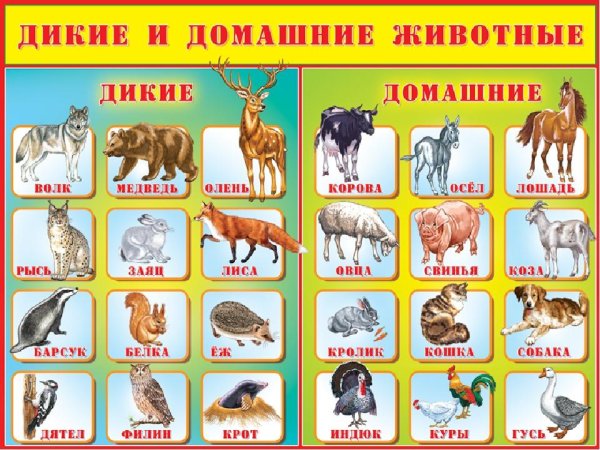 Домашние и Дикие животные для детей