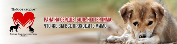 Помогите приюту бездомных животных