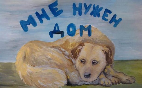 Плакаты в защиту бездомных животных
