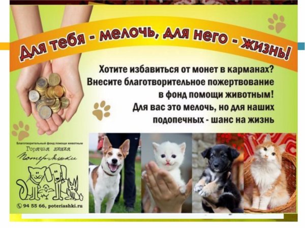 Акция помощи бездомным животным