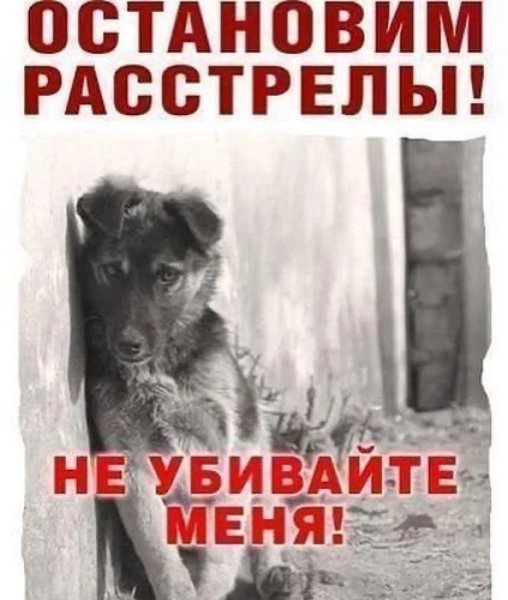 Плакаты в защиту бездомных животных