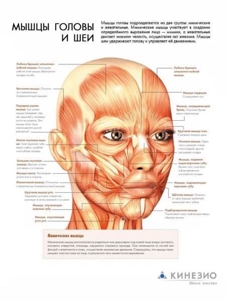 Мышцы лица и шеи анатомия для косметологов
