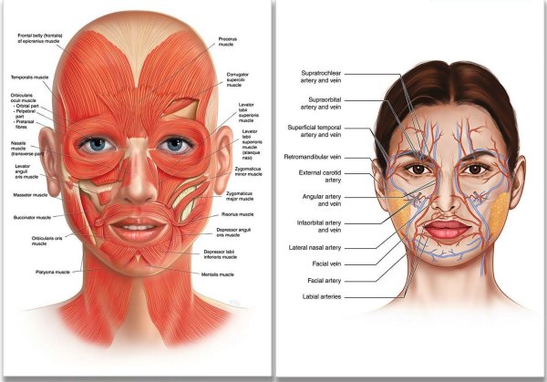 Мышцы лица анатомия для косметологов для массажа