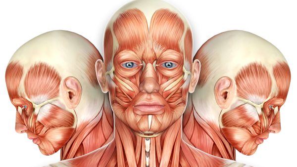 Мимические мышцы лица анатомический атлас