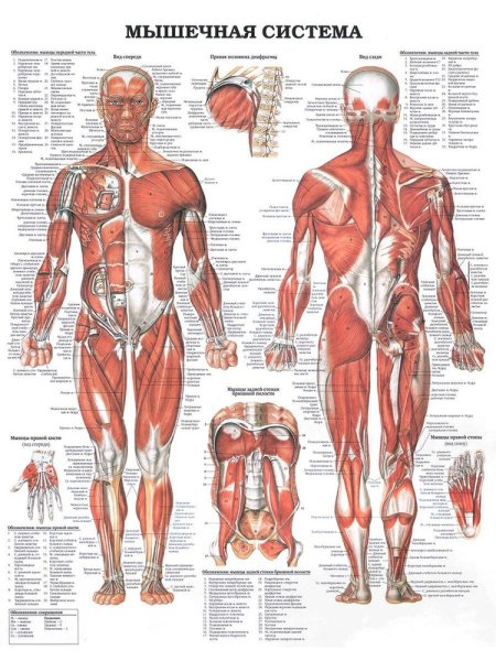 Расположение мышц на лице
