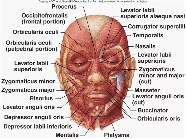 Опасные зоны лица в косметологии для введения филлеров