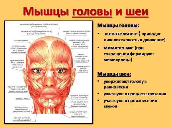 Мышцы лица и шеи анатомия для косметологов