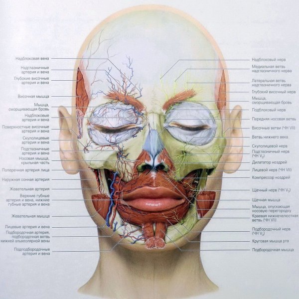 Мимические мышцы лица анатомия вид спереди
