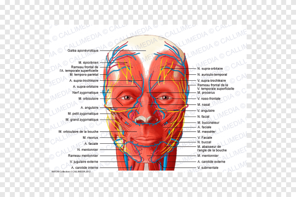 Лицевые мышцы человека анатомический атлас
