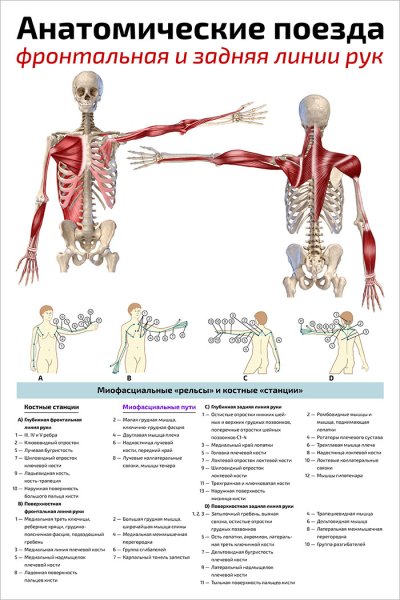 Анатомические поезда Томас Майер