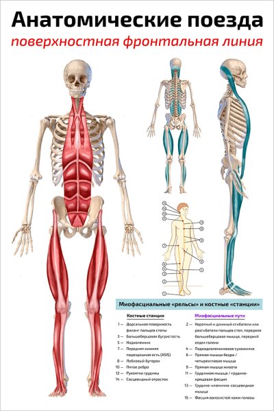 Анатомические поезда Томас Майерс плакаты