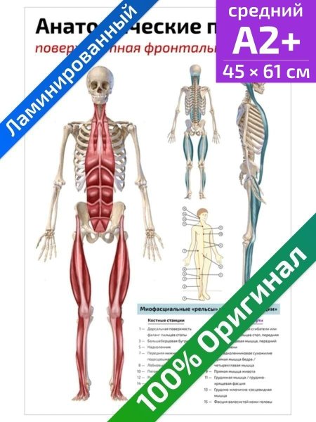Анатомические поезда,Майерс,плакаты
