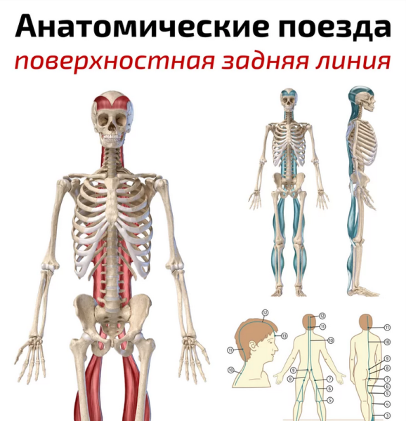 Анатомические поезда Томас Майерс линии