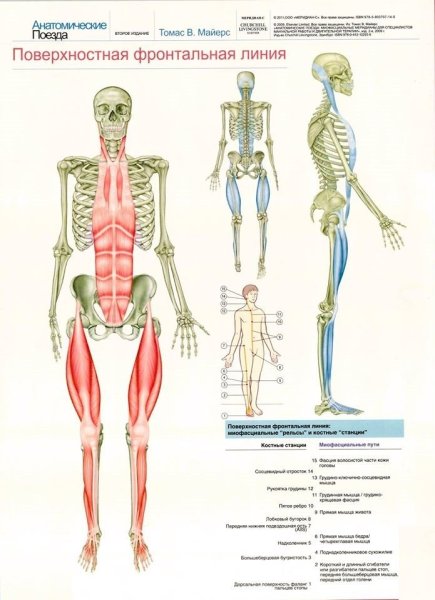 Анатомические поезда Томаса Майерса