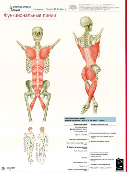 Анатомические поезда Томас Майерс спиральная линия