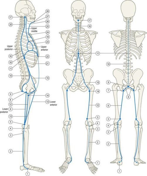 Anatomy of Knee and function
