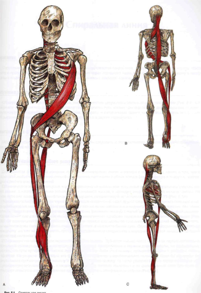 Глубинная миофасциальная цепь Майерс
