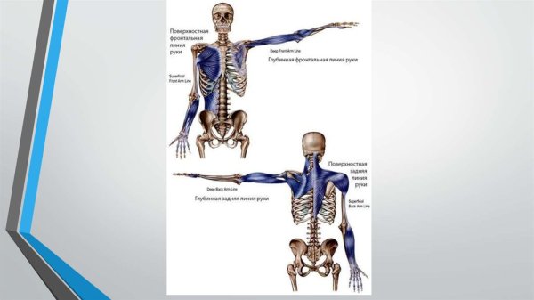 Анатомические поезда Томас Майерс спиральная линия