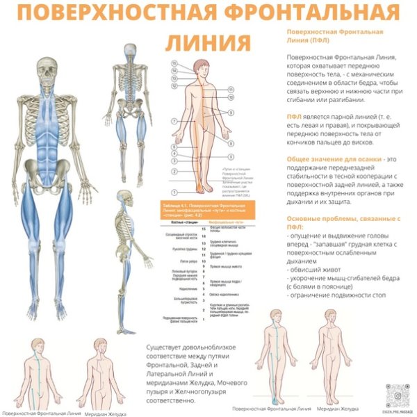 Майерс мышечные цепи руки