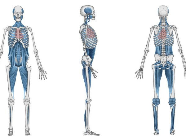 Анатомические поезда Томас Майерс