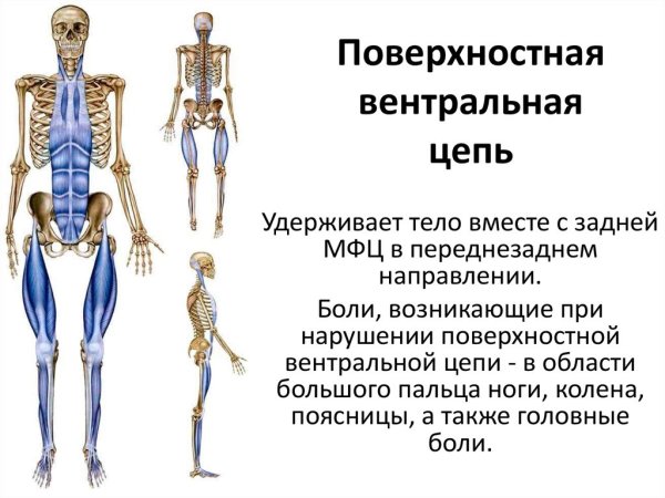 Глубинная миофасциальная линия Томас Майерс